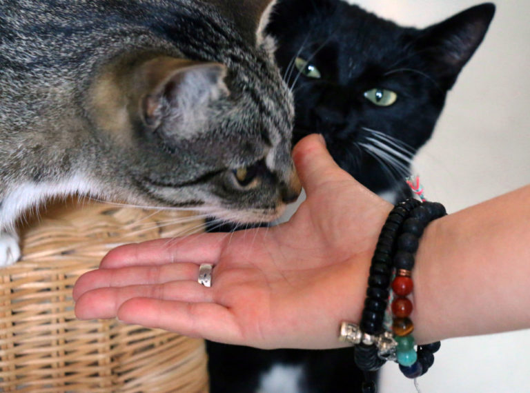 communication animale 1024x760 1 768x570