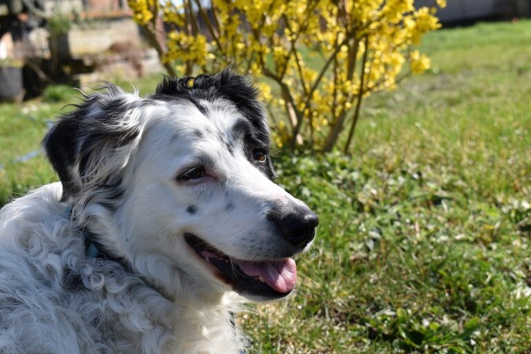 DSC 0061 Copie 768x512